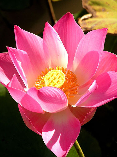 lotus
